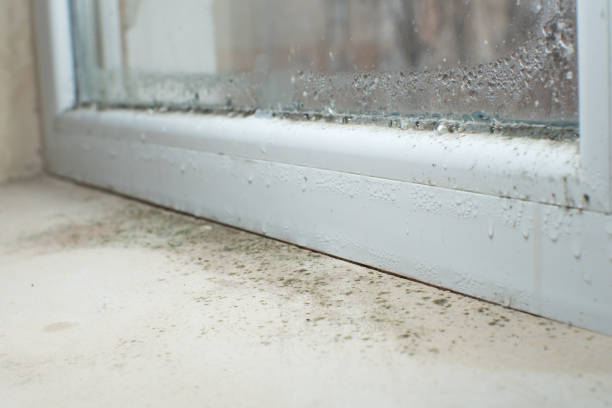 Trusted Blacksburg, SC Mold Removal Experts